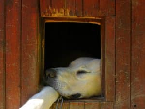 offrir une niche à son chien